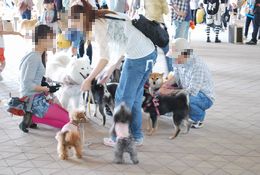 犬たち