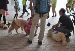 おしゃれした犬