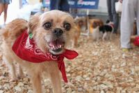 ウッドチップのランで楽しそう！笑顔の保護犬ちゃんです。