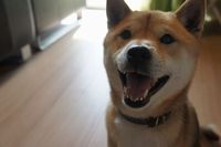 こちらもとびきり笑顔の日本犬！