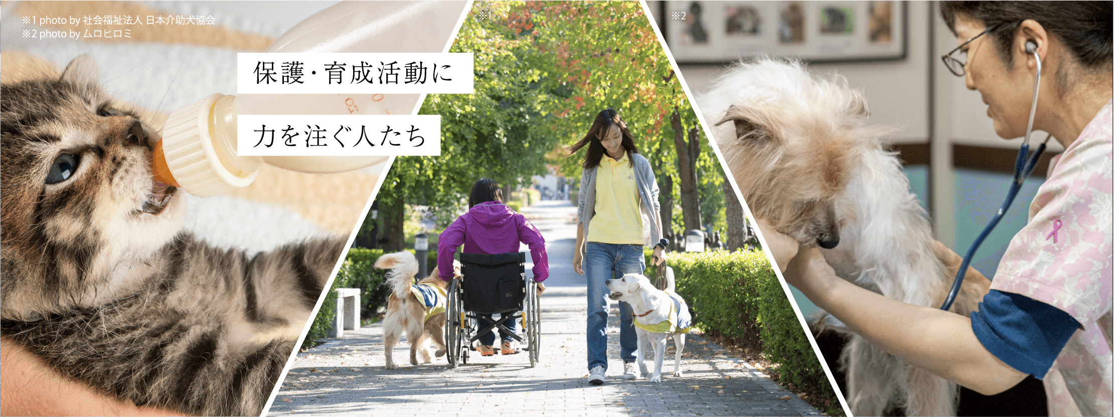 公益社団法人アニマル ドネーション 日本初 動物のためのオンライン寄付サイト