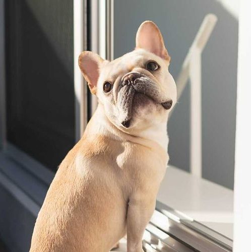 オフィス犬ブラン