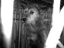 保護される前のパーシー