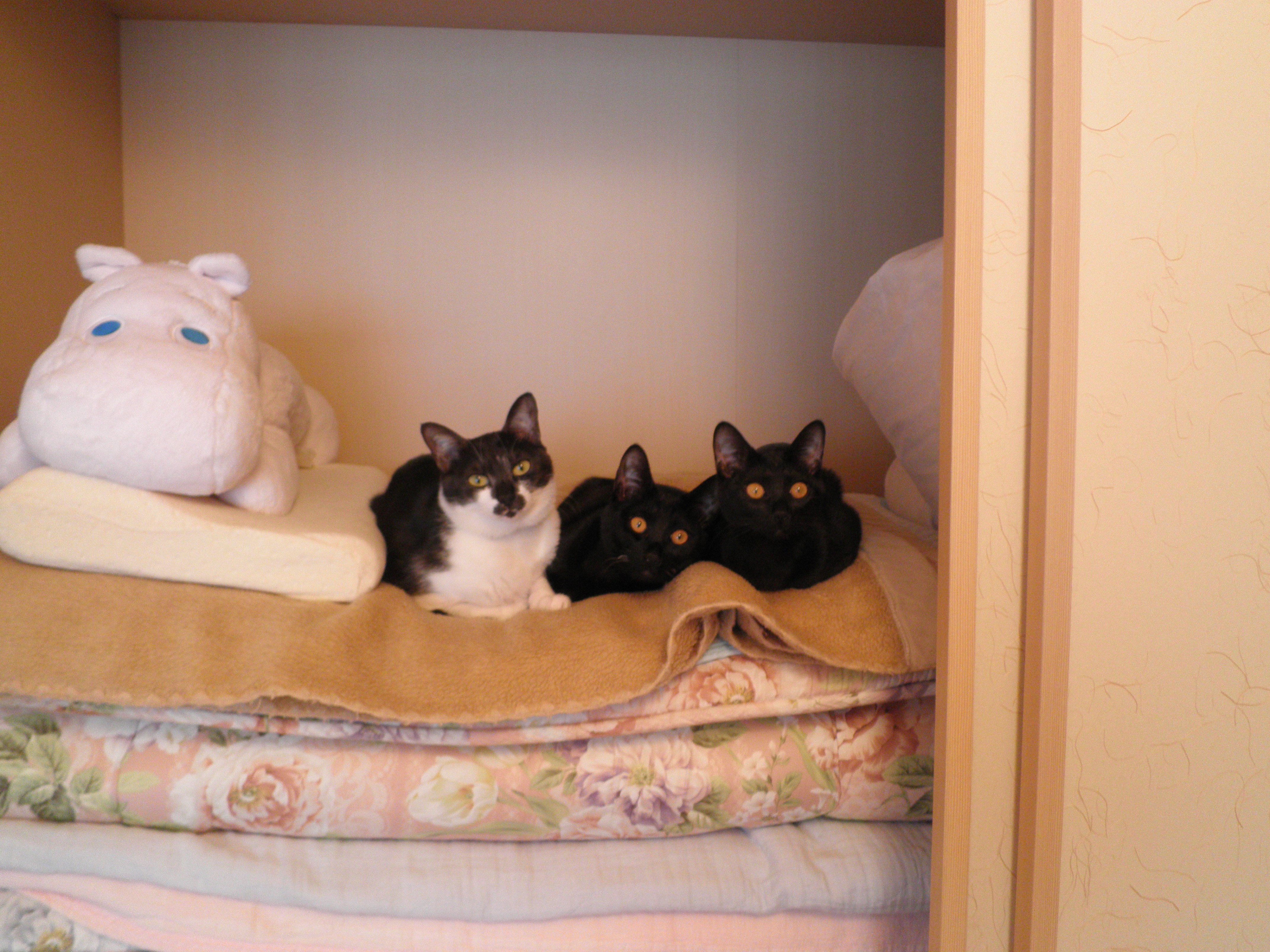 投稿一覧 公益社団法人アニマル・ドネーション